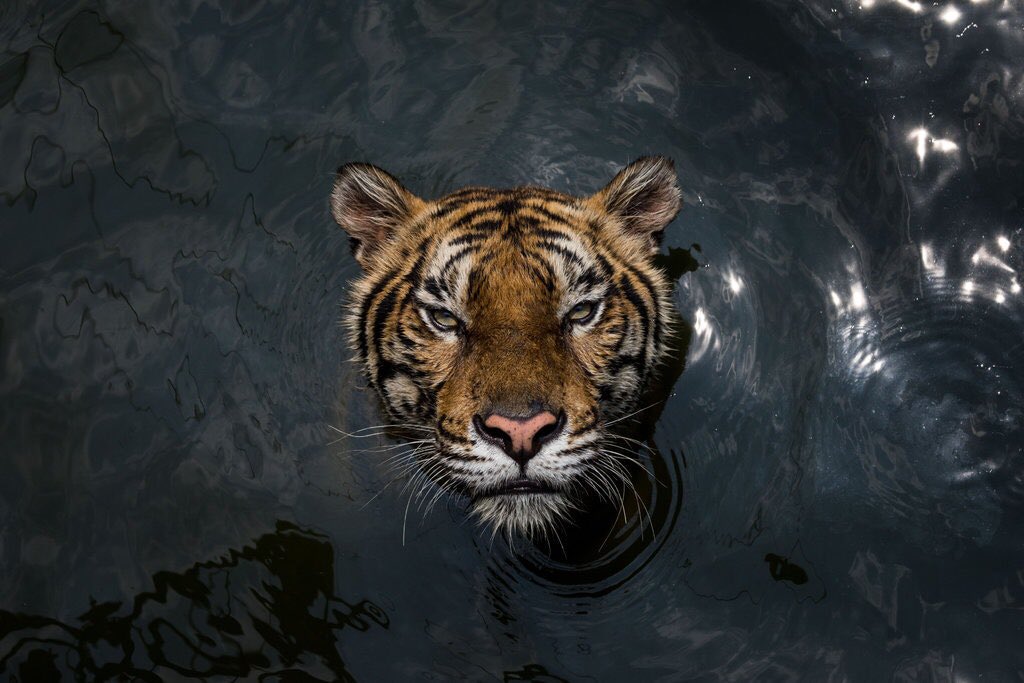 NowEndangered's tweet photo. Endangered Now! https://t.co/xpdcJWO9L6