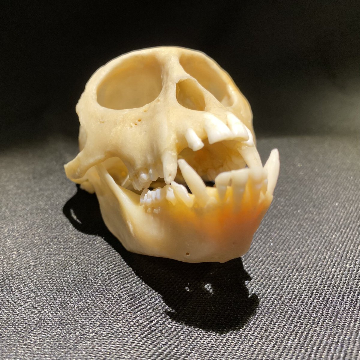 DrLucyAlford's tweet photo. Feeling fulling relaxed and recharged after today’s macabre #CafeBio still life drawing session @BristolBioSci 💀 https://t.co/lYGwi8rSVc