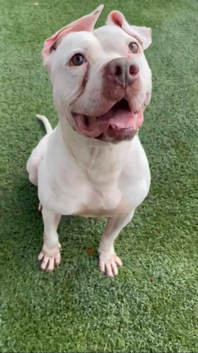 nasrene41's tweet photo. #BLANCO  has not been posted or networked! Please #Share for a #FOSTER! #Rescue #Adopt #SaveBLANCO #MDAS #SaveCharlieAct #CAPA
https://t.co/tC30S1HBlX

https://t.co/FwfakQSiTT https://t.co/88xPJiVLyb