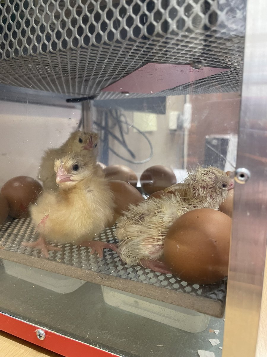 EastwayPrimary's tweet photo. New additions! 🐣 And another on the way! The children are learning about taking care of chicks to give them the best care! How many by the end of the day? 🔢 #EastwaySCD1 https://t.co/w4DUaJaPJP
