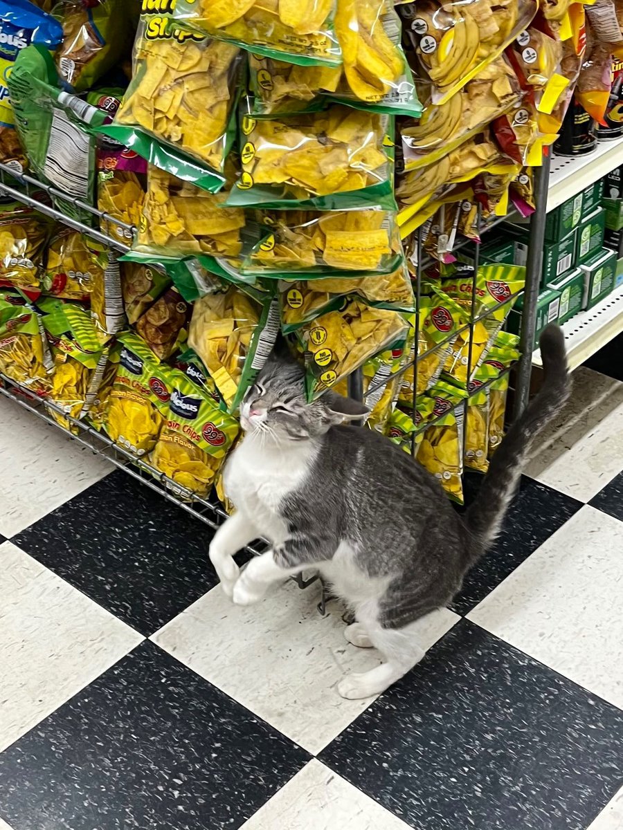 Bodegacats_'s tweet image. 