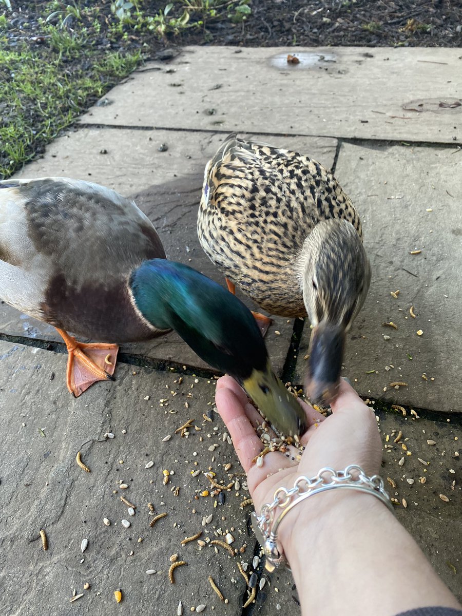 This morning while visiting Weega 🐈,  I spent some time in the company of these friendly ducks, which regularly visit her garden 🦆#DucksofCambridge