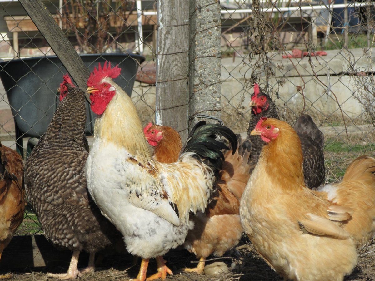 Rural_Poultry's tweet photo. #RuralPoultry are in line with EU sustainability ambitions thanks to their...
☀️Extensive production methods
👨‍👨‍👦‍👦Family economy
🤗Focus on quality
🧑‍🌾Short circuits
🐔Max. #AnimalWelfare
🌿Contribution to rural development
🌱Benefit for the environment

- @JCTerraz, ERPA President https://t.co/J1p1PFGPuo