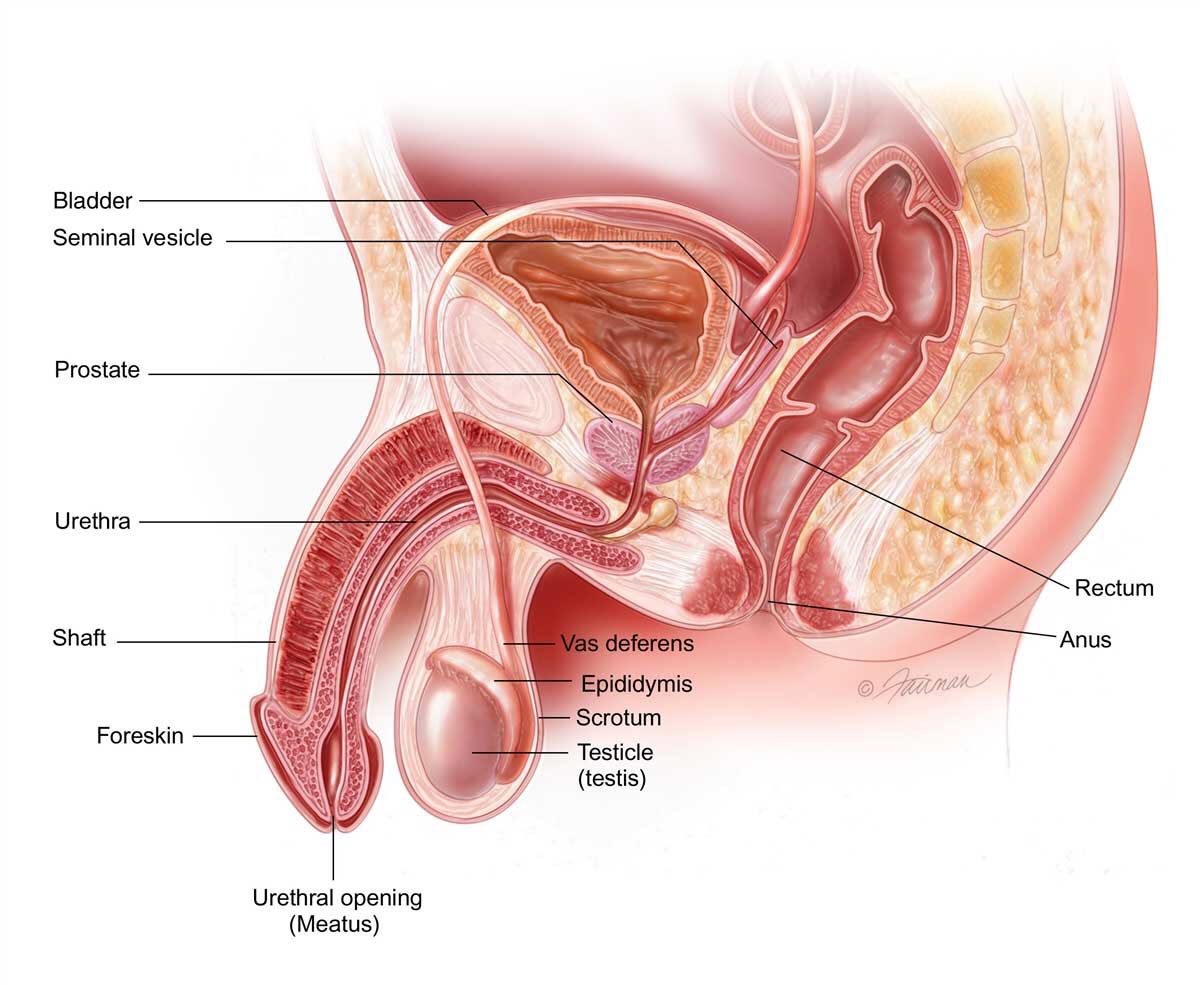 IjaniIjasini's tweet photo. Thread: Penile Trauma
#Radiography
#RetrogradeUrethrogram
The main roles of the penis are to carry urine and sperm out of the body, There are 3 tubes inside the penis?
One is called the urethra, It is hollow and carries urine from the bladder through the penis to the outside. https://t.co/djRazk3nwN