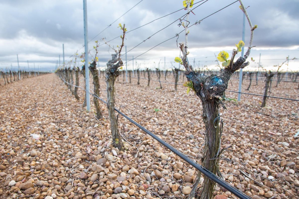 Ilusionados por dar comienzo la brotación en nuestro viñedo !!

Fase de crecimiento se produce al surgir los primeros brotes, que poco a poco pasarán a convertirse en hojas o en tallos nuevos, los conocidos como pámpanos o sarmientos verdes.

fincamontepedroso.com