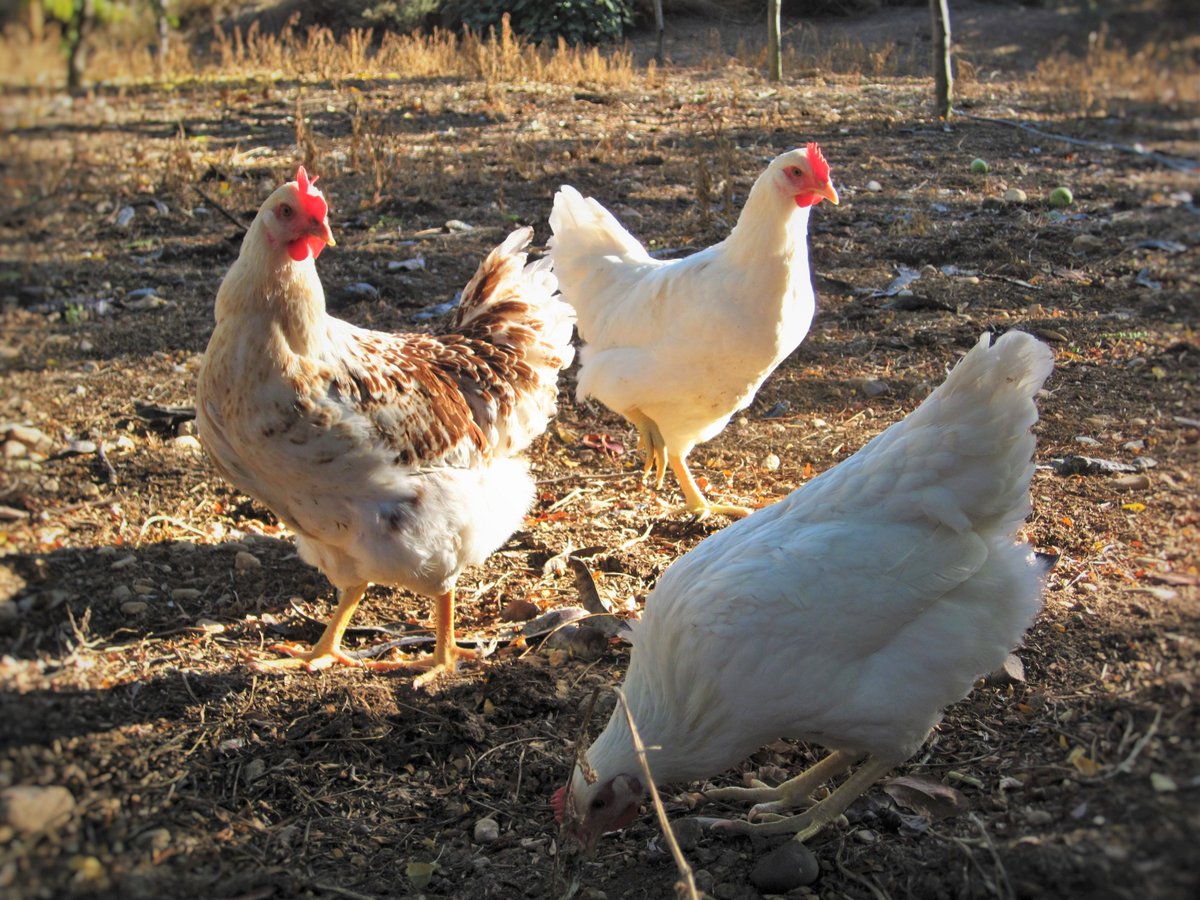 Rural_Poultry's tweet photo. 🧐A clear and accurate #labelling is essential for consumers to be able to make informed choices. 

They can then buy a product knowing precisely which production method has been used. #MarketingStandards #RuralPoultry 

- @JCTerraz, ERPA President https://t.co/Ar2UAQEVuq
