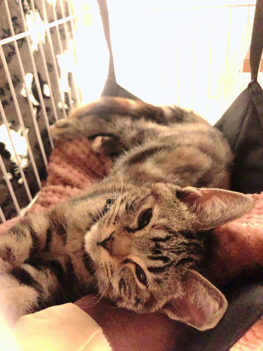 chochozamurai's tweet photo. Lily &amp; Monet 🤍 https://t.co/lbfiAFo6WZ
