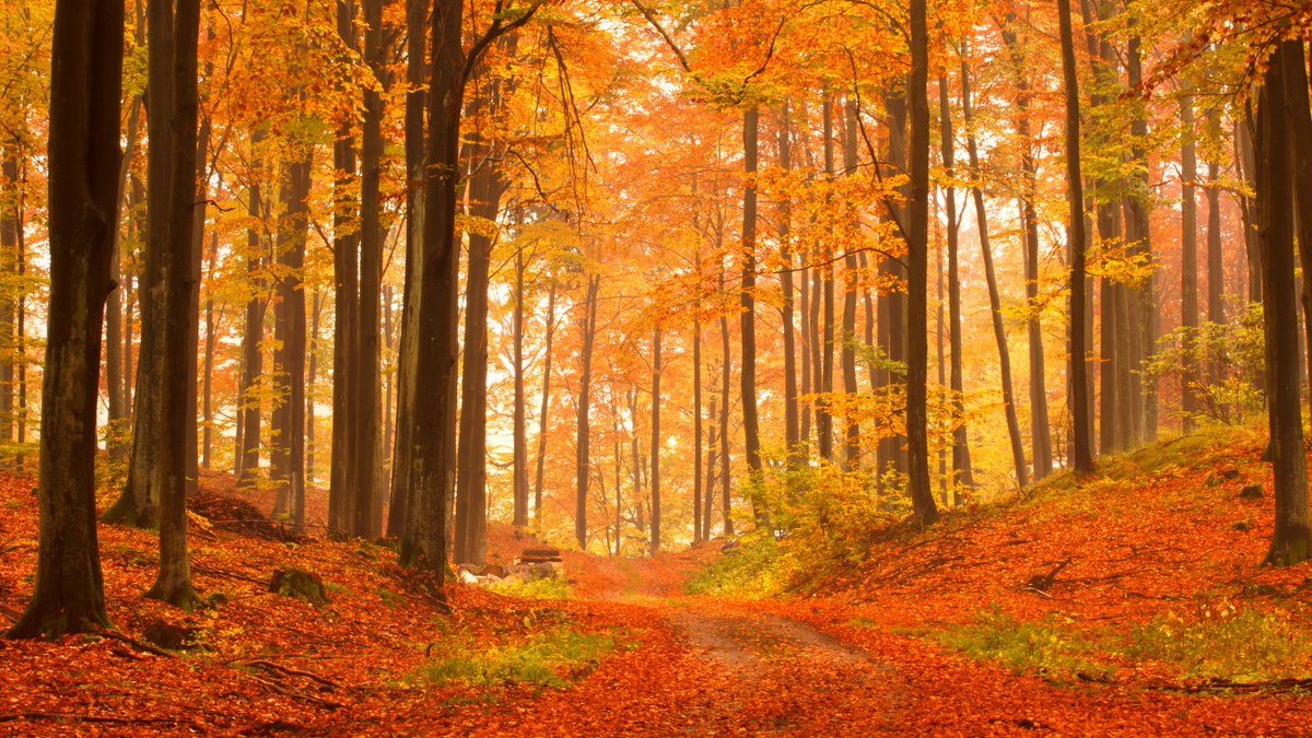 nathappiness's tweet photo. Change in life is as inevitable as the change in seasons. π
#naturephotography #naturelovers #wanderlust #naturepics #naturallyhappy https://t.co/fJfIYToLjU