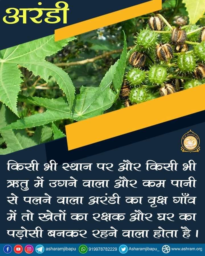 Asharamjiashram's tweet photo. अरंडी #TreasureOfHealth
किसी भी स्थान पर और किसी भी ऋतु में उगने वाला और कम पानी से पलने वाला अरंडी का वृक्ष गाँव में तो खेतों का रक्षक और घर का पड़ोसी बनकर रहने वाला होता है।

वातनाशक, जकड़न दूर करने वाला और शरीर को गतिशील बनाए इसिलए अरंडी नाम दिया है।

https://t.co/jCL1FahvsR https://t.co/2wkVEQ3CvT