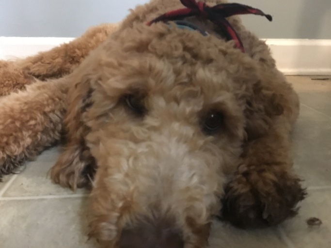 blairefierce's tweet photo. Love My four-legged friend and I are the newest members of the #FurBuddies Community! 🐶 🐱They'll sample free pet products while I share my reviews. So excited! 😻 Join me to connect with other pet parents, sample #FreePetProducts, and more. #ad https://t.co/KwAPZDQYDa https://t.co/BQxePfEqhp