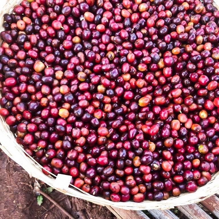 EFICOCOFFEE's tweet photo. Ethiopia: Birthplace of Coffee ☕️
From the delicious floral Sidamo up to the bright Guji coffee, the wide range of Ethiopian flavour varieties has stolen our heart.
At EFICO, we feel very lucky to have a representative office in Addis Ababa: KURU.
https://t.co/6jArWiANZp https://t.co/Asm1Qx8ALd