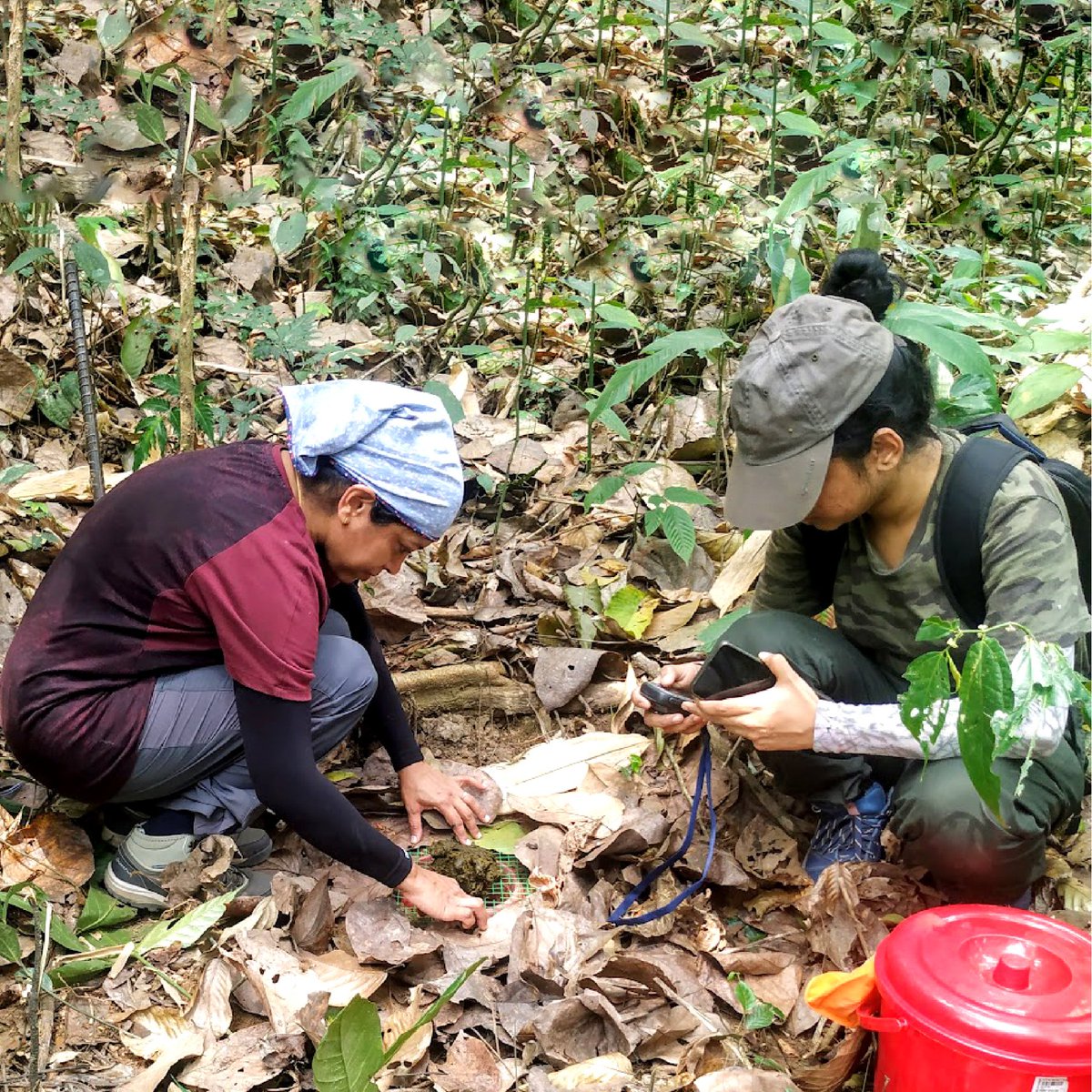 atree_org's tweet photo. We are currently collecting taxonomic and ecological data from the region, which in the future will be required to assess the conservation status of these vital species, which are otherwise “data deficient” so far.
@DBTIndia
#biosystematics #northeastindia #datadeficient https://t.co/6RVDt7RkxC