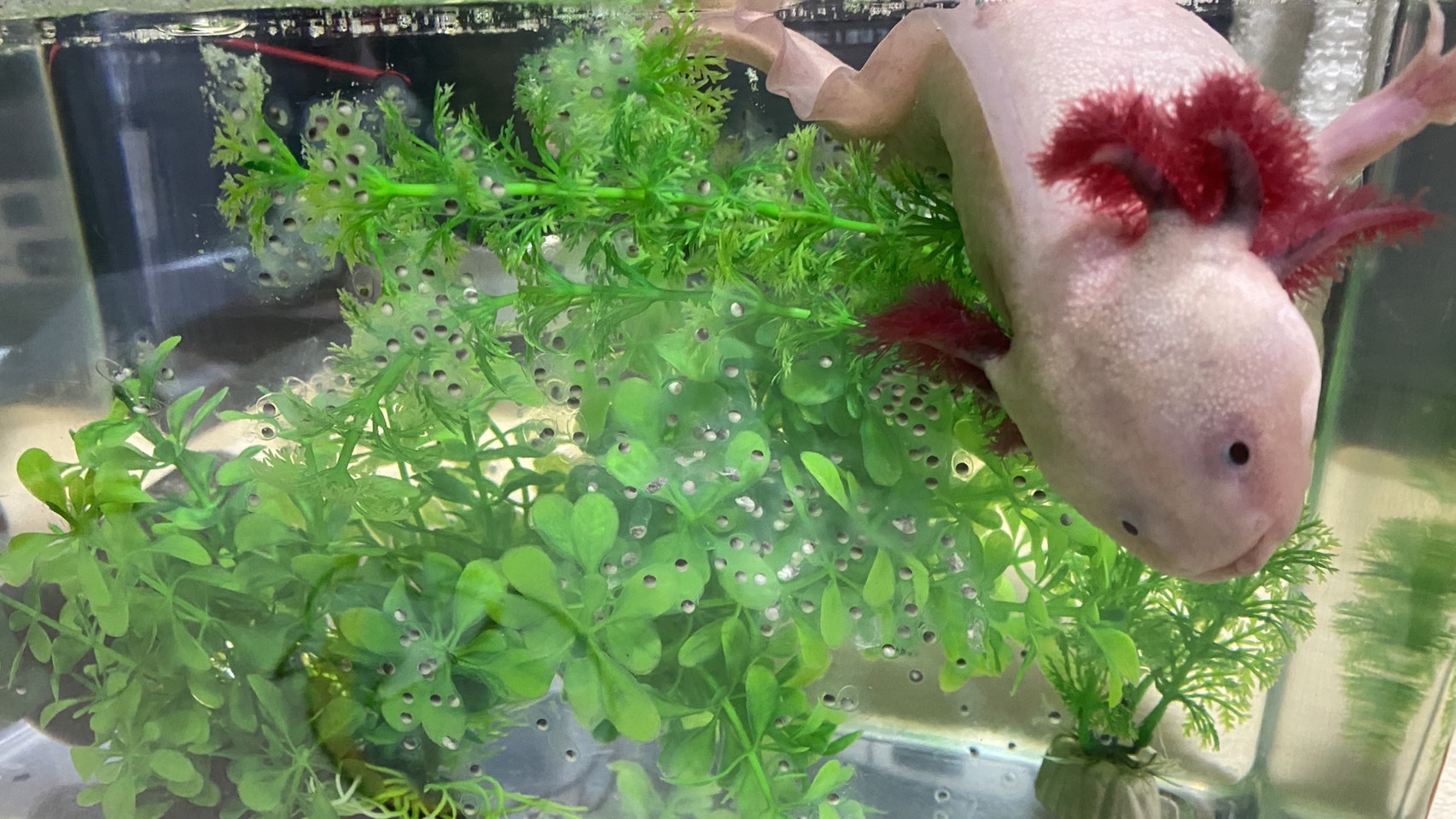 とんとんチャンネル コロナ療養が開けて皆でウーパー達の水槽の水替えをして キナコとヨモギを同じ水槽に入れてたら 発情し始め 1時間後に見ると精包が そして更に12時間後に水槽を見るとヨモギが産卵し始めてました 今回は産卵までのスピードが早いぞ とんとんチャンネル コロナ療養が開けて皆でウーパー達の水槽の水替えをして キナコとヨモギを同じ水槽に入れてたら 発情し始め 1時間後に見ると精包が そして更に12時間後に水槽を見るとヨモギが産卵し始めてました 今回は産卵までのスピードが早いぞ