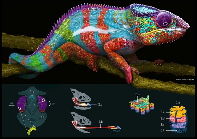 mncn_csic's tweet photo. 📣@illustraciencia anuncia las obras ganadoras de su 9ª edición‼️
Más de 400 obras de todo el mundo se han presentado a la convocatoria🥳, 2 obras han ganado el Premio y 6 reciben Menciones Especiales del jurado. ¡No te las pierdas!👉https://t.co/CJnxd8A6qv
D. Rojas / I. Sevilla https://t.co/g1mRnJE2aI