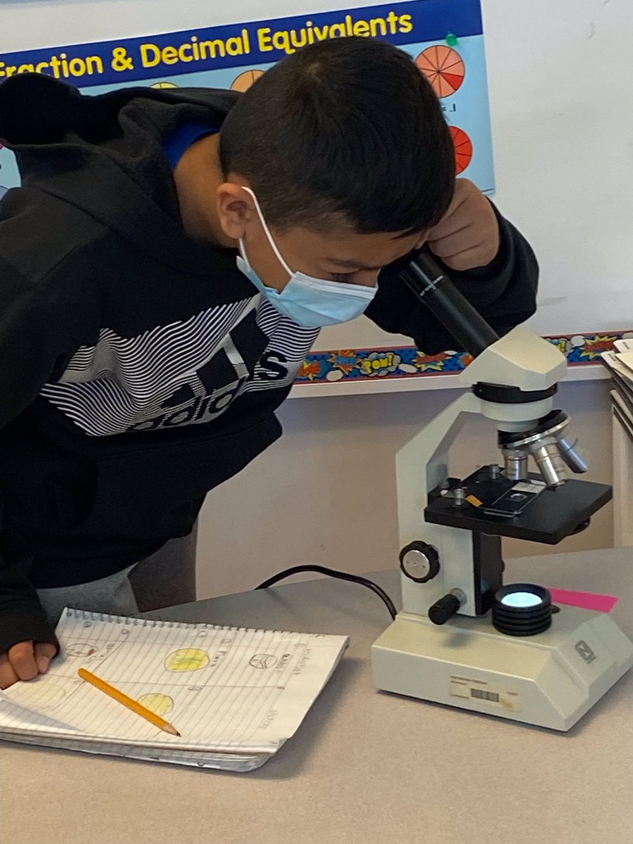 JamesKPolkElementary (@jkpolkacps) on Twitter photo 5th grade students are observing cells under a microscope. Their goal was to sketch the cell and determine if it came from a plant or an animal. Future researchers in the making! <a href="/ACPSk12/">Alexandria City Public Schools</a> 5th grade students are observing cells under a microscope. Their goal was to sketch the cell and determine if it came from a plant or an animal. Future researchers in the making! <a href="/ACPSk12/">Alexandria City Public Schools</a>