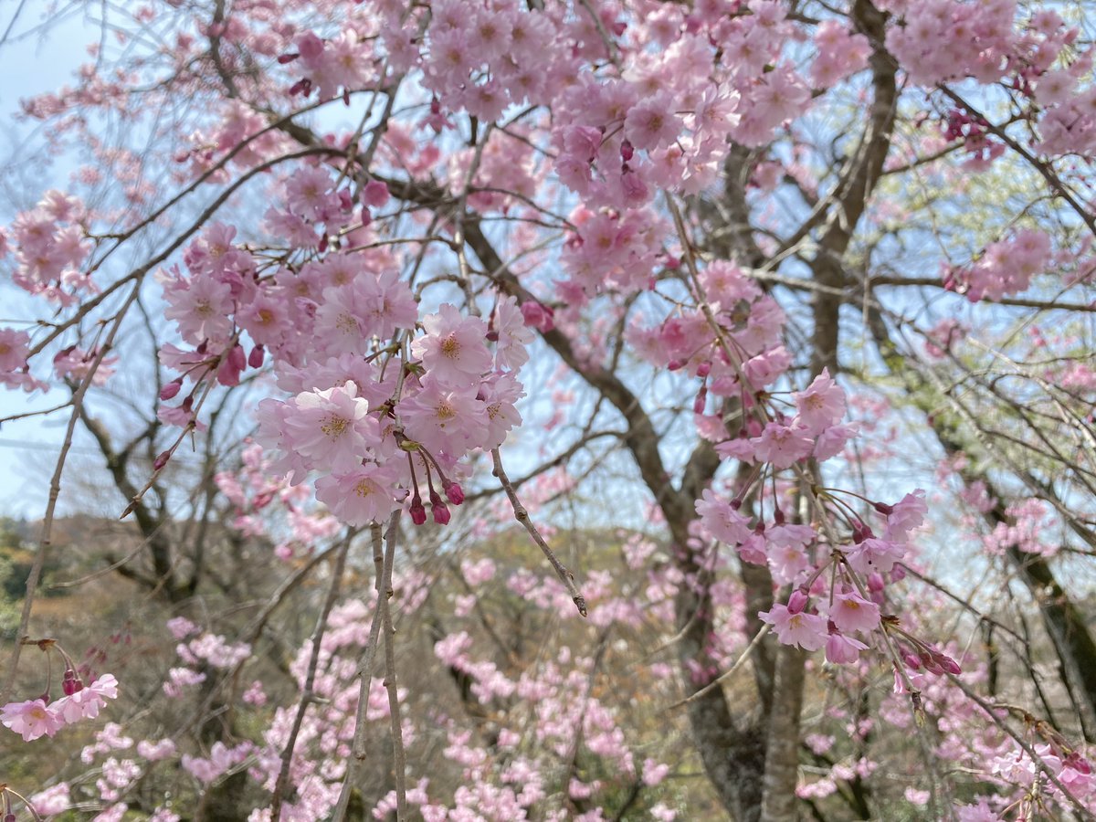 _sAkAyu_'s tweet photo. ひとりでお花見行った。 https://t.co/jYltKhbdX2