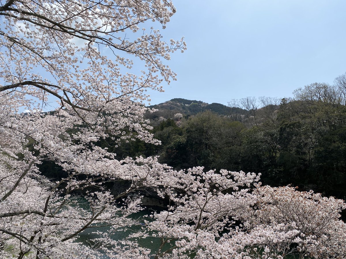 _sAkAyu_'s tweet photo. ひとりでお花見行った。 https://t.co/jYltKhbdX2