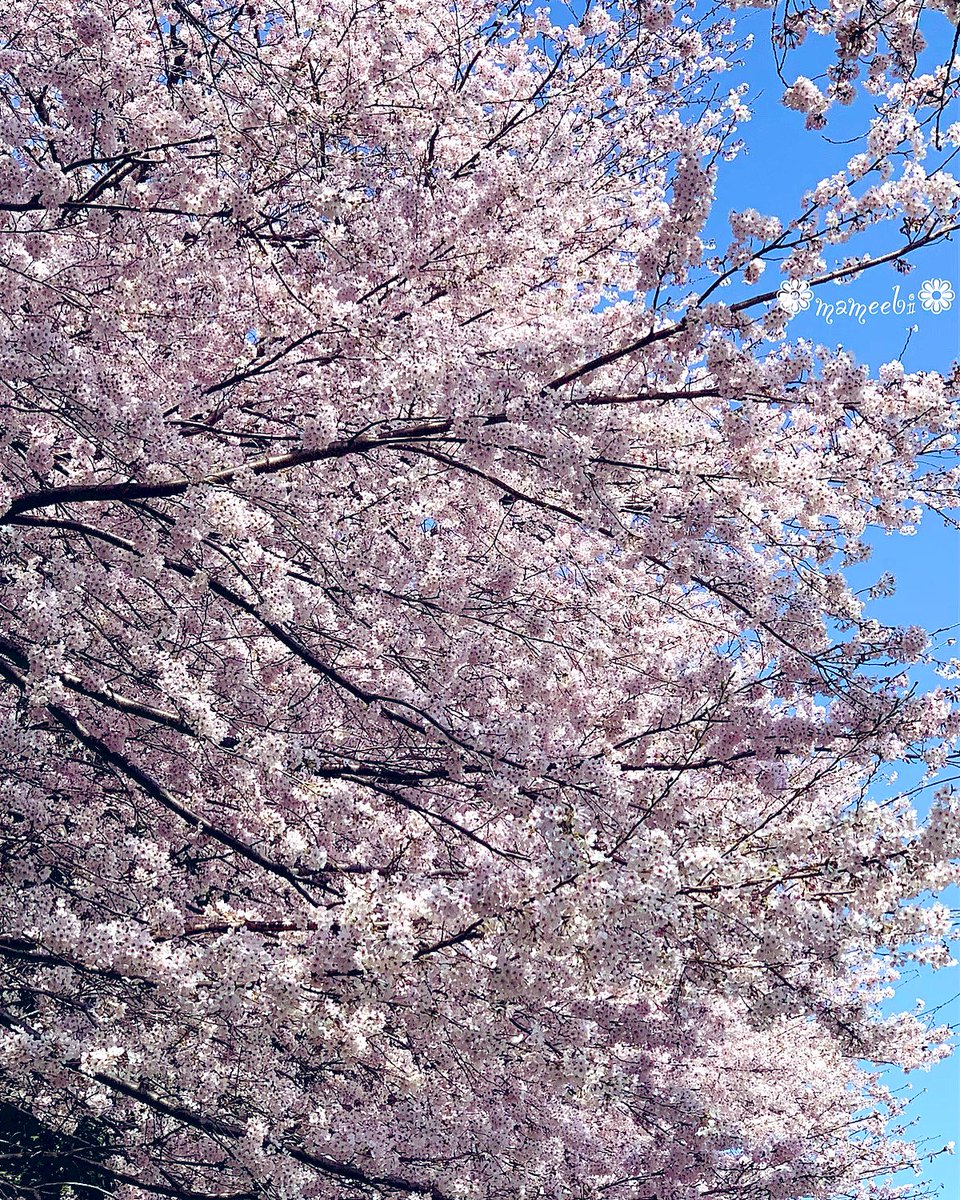 ebippuri's tweet photo. 今日は、久しぶりの
平日休みでした。
桜を🌸満喫してきました🎶
とは、言っても
うちの前ですが🤣
早く色んなところに
お出かけしたいなぁ https://t.co/dzaUgLvh8s