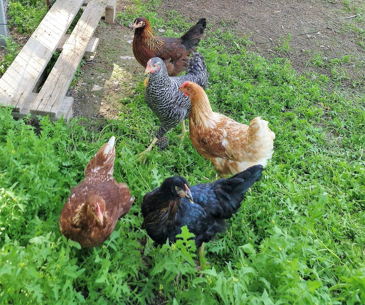 Rural_Poultry's tweet photo. Lukas Visek, Member of Cabinet of F. Timmermans @TimmermansEU underlines the urgent need to move towards a more sustainable European agriculture system.
And consumers must be part of this transition. https://t.co/btvQAZeU69