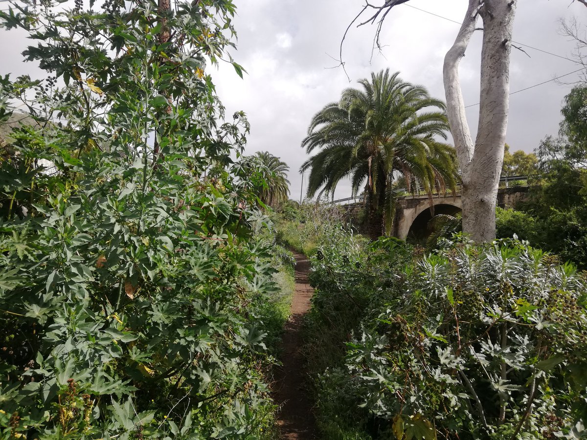 Hoy al campo
🚶‍♂️8k +🏃‍♂️4k
📸🌳#BarrancoDeGuiniguada
#DIABETESTIPOFREE
#MUEVETEFRENTEALCÁNCER
#VillaDeSantaBrígida
#LasPalmasDeGranCanaria
#GranCanaria
#Senderismo #Hiking
#running #correr
#runner #corredor
#trailrunning #finisher42k
#runninglife #loverunning
#asics #kalenji #garmin