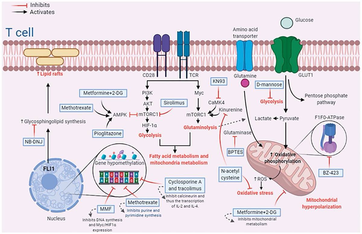 marcemu_02's tweet photo. Qué noticia linda, comparto el link de la publicación de un trabajo que realmente me hace feliz: "T cell metabolism and possible therapeutic targets in systemic lupus erythematosus: a narrative review" @PanlarJ @Asoreuma 

https://t.co/Ro6EXWp4Kc https://t.co/OcGQIkYag2