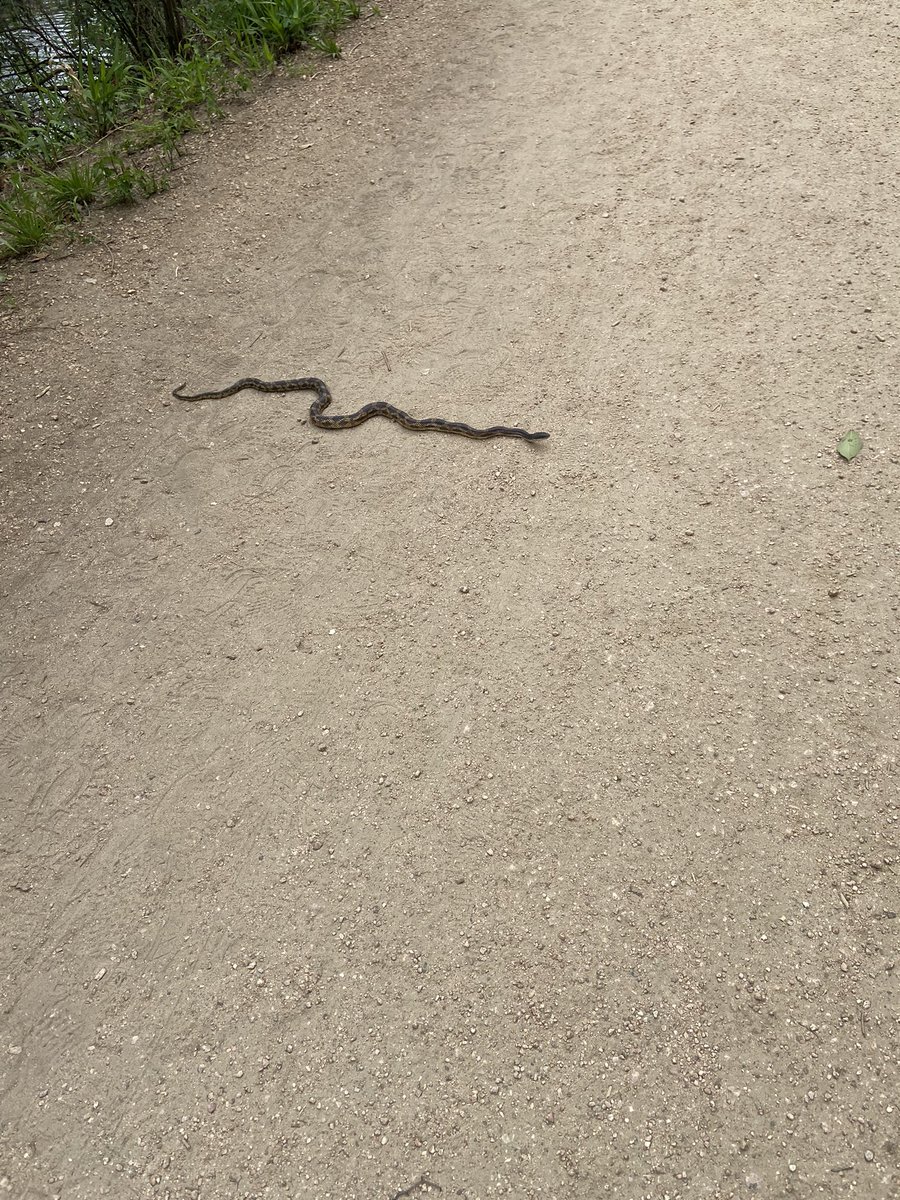 miriamvega1's tweet photo. Hola @Herpeto_cosas cómo estás? Ayer caminando nos encontramos a esta amiga, sabes qué tipo es? Fue en Austin, Tx. Gracias https://t.co/qwOA6n2ZoT