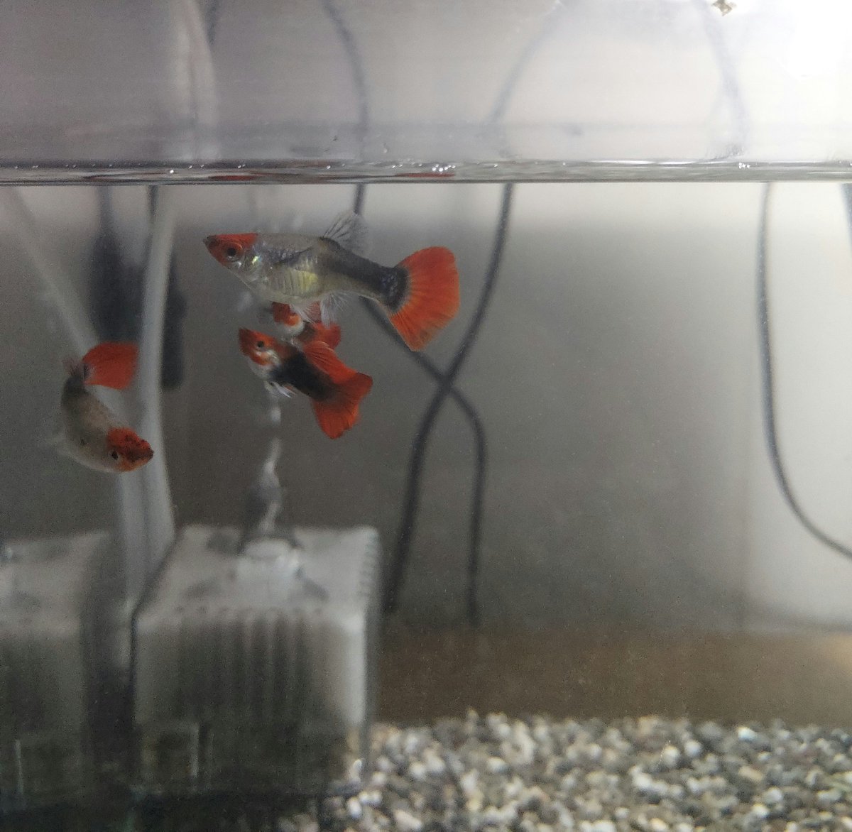 Hizamaru_S's tweet photo. 丹頂ショートボディー中々子供取れない…
何か原因あるのかな⁉️
#熱帯魚
#グッピー https://t.co/CbFtyyjOih