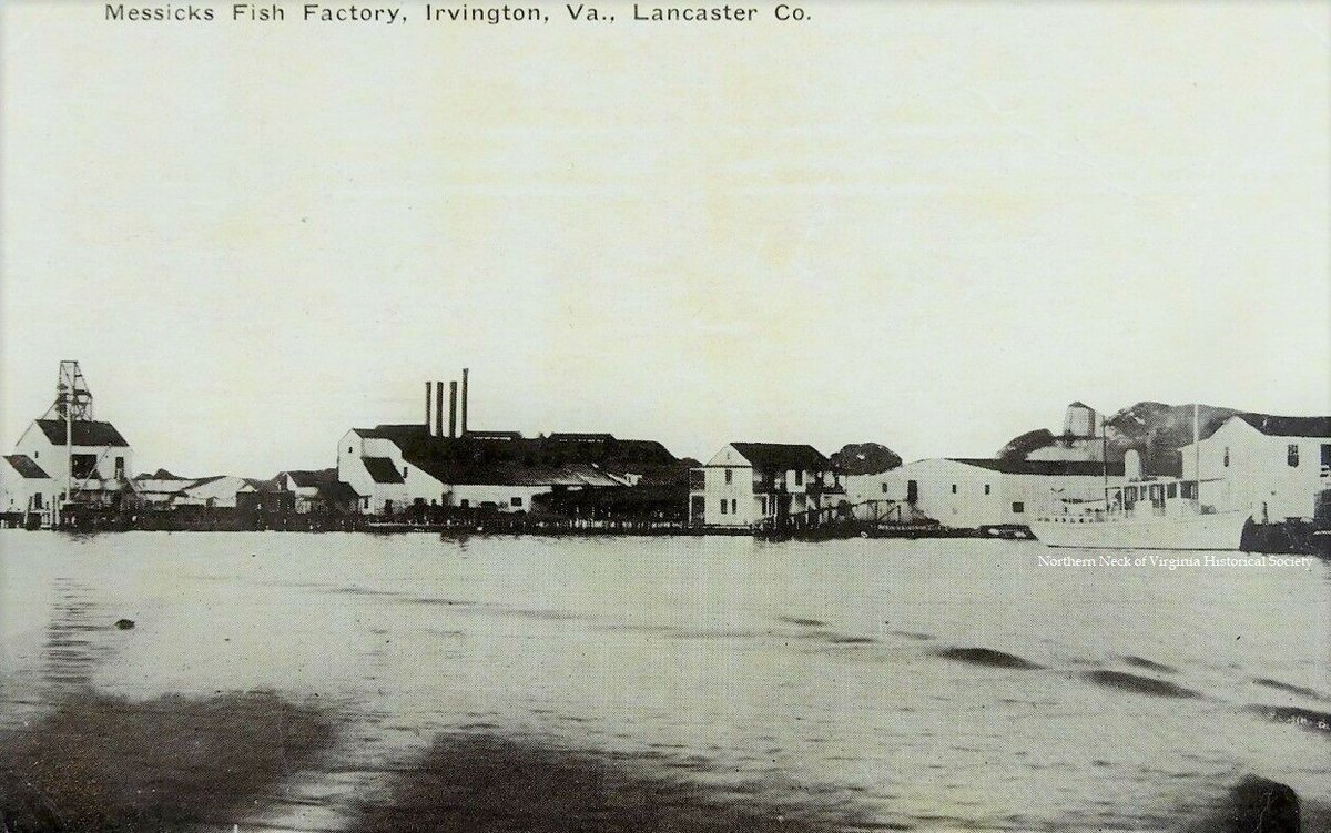 Messicks Fish Factory, Irvington, Virginia, ca. 1910.

1912 Menhaden Industry report, "There are at present about 50 fish-scrap factories scattered along the Atlantic and Gulf coasts. The largest group of plants is located on Chesapeake Bay, in and around Reedville, Va."
