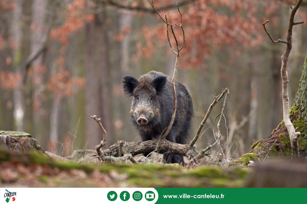 CanteleuVille's tweet photo. �� [LE CONSEIL DU JOUR] ✅ Afin de respecter leur équilibre alimentaire, il est recommandé de ne pas nourrir les sangliers du parc animalier de la forêt de #Roumare ➡ Respectons les animaux ainsi que les travail des équipes de l'@ONF_Officiel qui œuvrent à leur bien-être ! https://t.co/PMwp3oORZQ