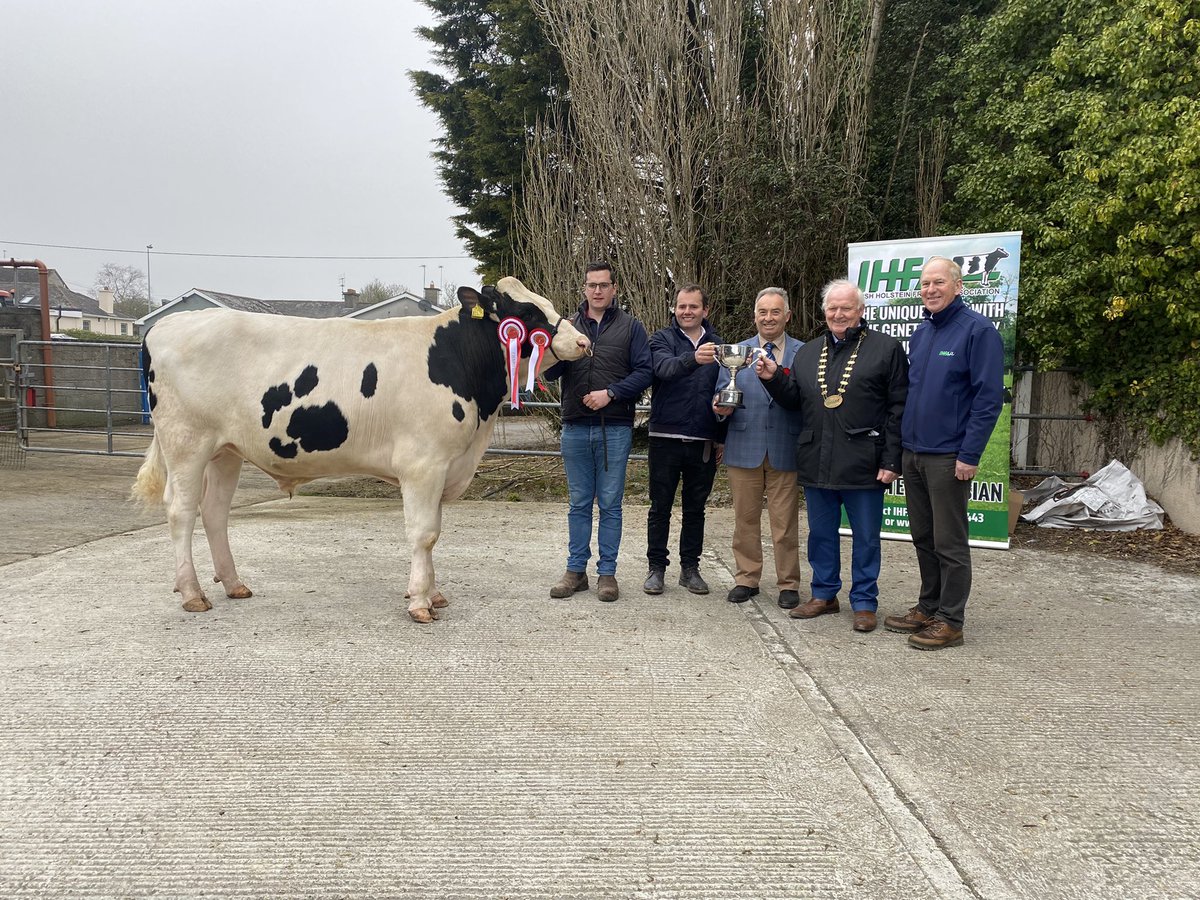 Here at the <a href="/i_h_f_a/">IHFA</a> premier sale in Nenagh Mart, Co Tipperary. The Senior Male Champion goes to Greenlea Ray. <a href="/FJ_Pedigree/">FJ Pedigree</a> <a href="/farmersjournal/">Irish Farmers Journal</a>