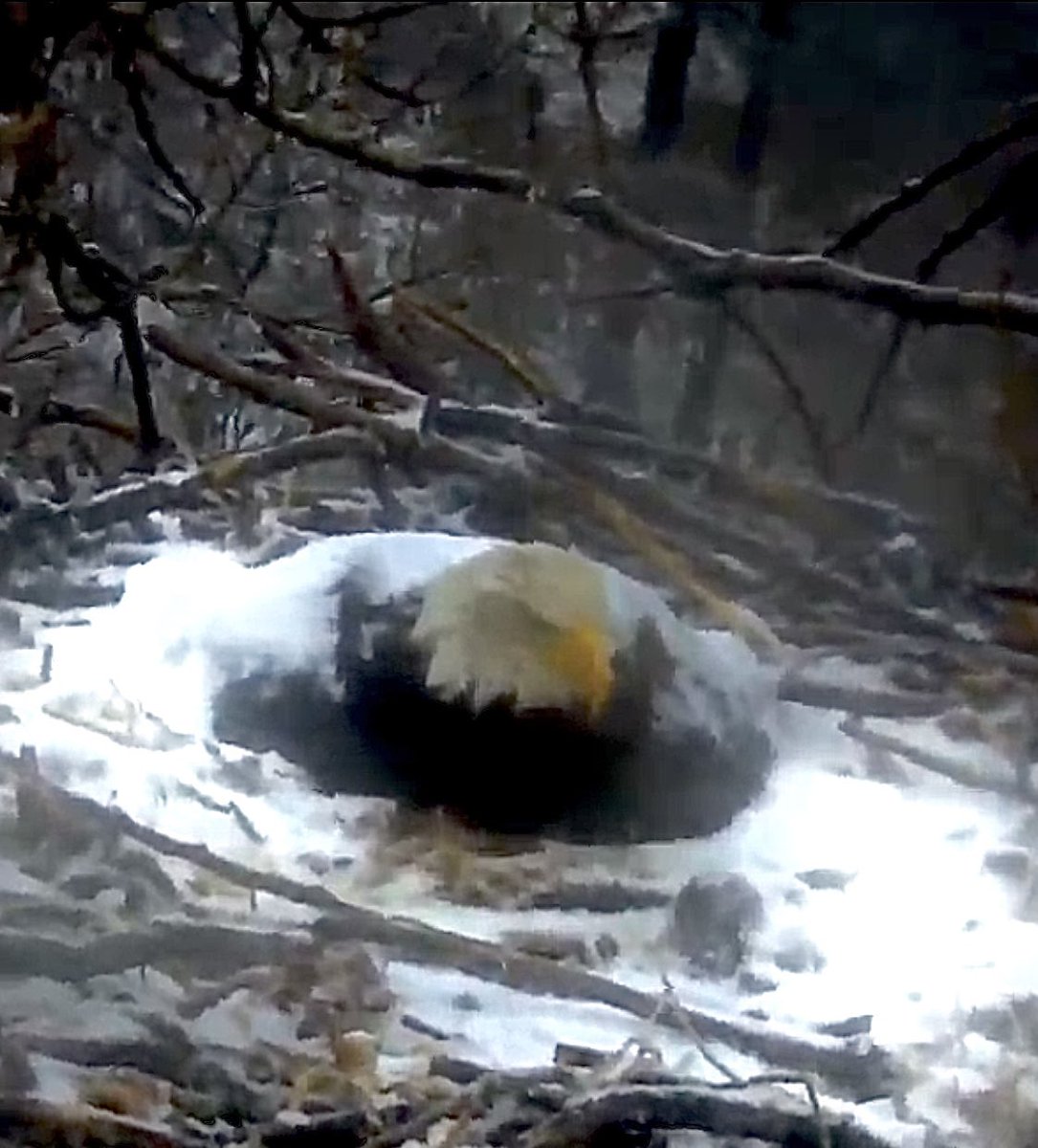 The Winter-Like Weather Here In Minnesota Is Making For A Cold, Snowy Nest This Morning... https://t.co/66LzlMng4q
