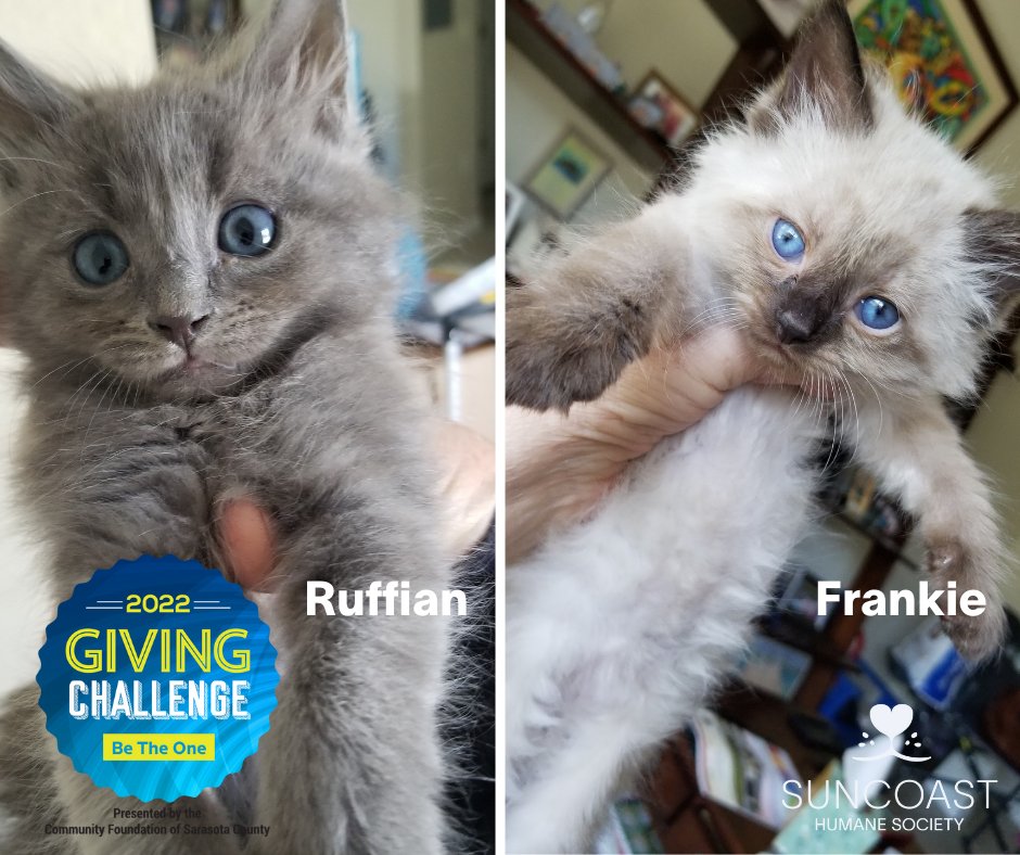 SuncoastHumane's tweet photo. It's KITTEN Season &amp; we need FOSTERS for our tiny kittens &amp; supplies to help them grow &amp; thrive! #fosteringsavelives 

Visit https://t.co/61SsVoHJL7 to fill out a foster application or visit https://t.co/kP8sIHUCFz to donate supplies! https://t.co/M9ZaboT3lW