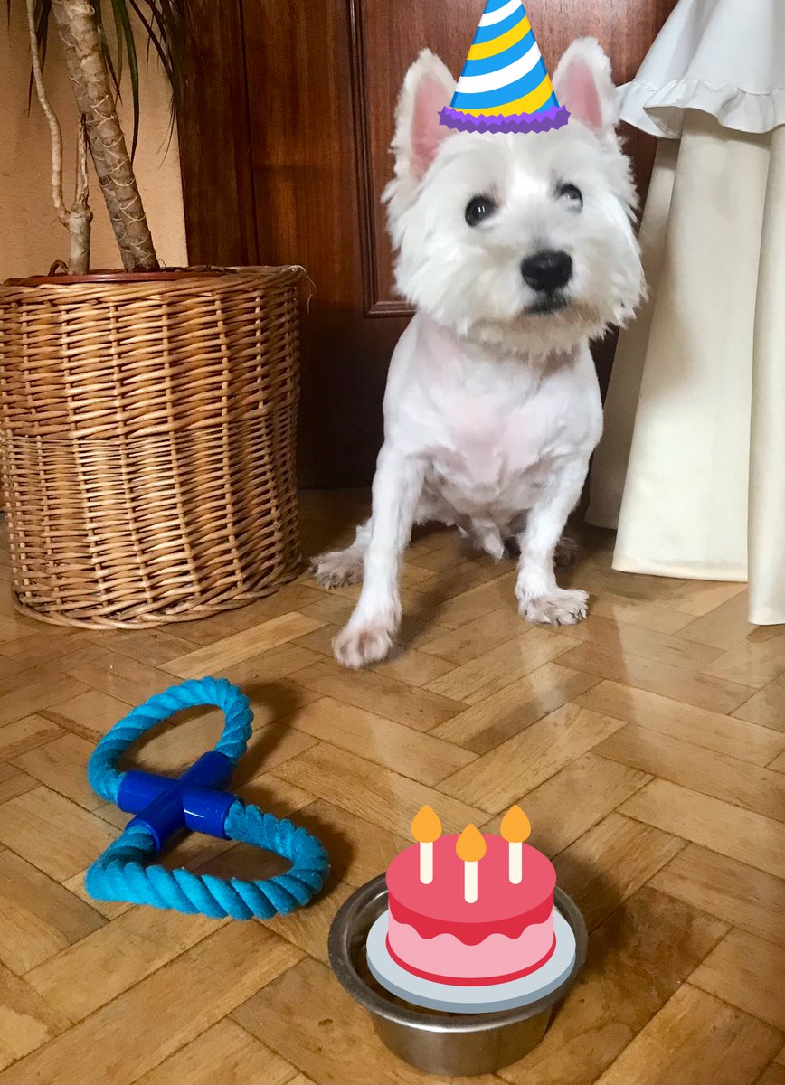 anillacalamar's tweet photo. Casper’s birthday!!!10 years young #dogsoftwitter #FelizCumpleaños @worldofwestie https://t.co/zZpxIMTQ0t