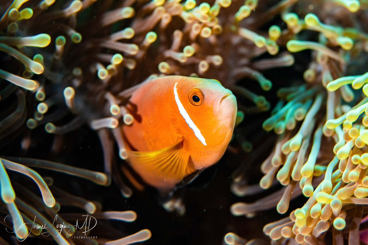 DrLoging's tweet image. We all just need a place to feel safe! Where’s your safe place! 

#photography #underwaterphotography #photographer #PhotoOfTheDay #NaturePhotography #ocean #savetheocean #findthebeauty #earth #inspireothers #clownfish #nemo