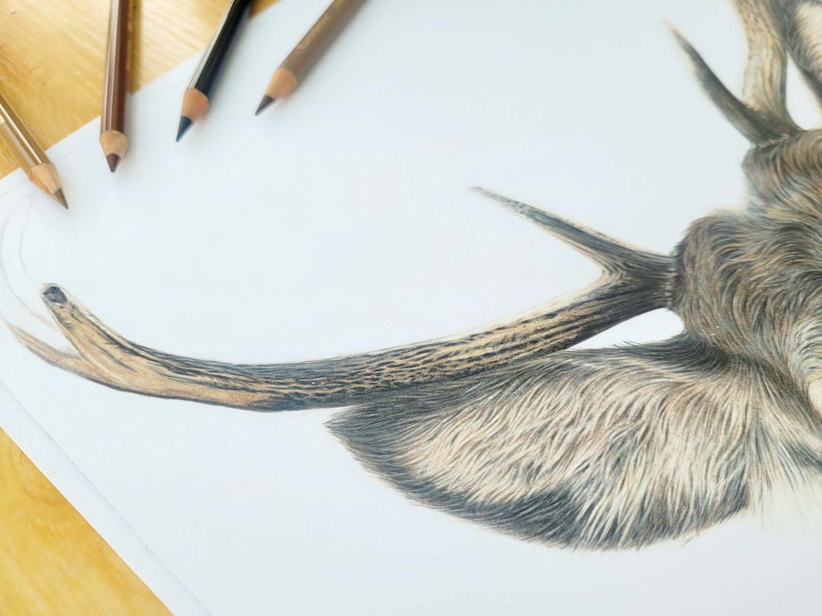 Making progress on my stag and really enjoying creating the different textures involved in its antlers. It definitely makes a nice change from layering fur.

#stag #fabercastellpolychromospencils #stagart #wildlifeart #pencildrawing #art