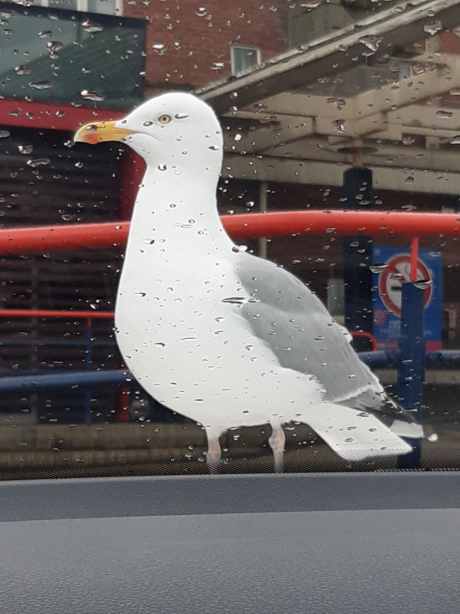 Here we go again at BVH..escaped to the car for a butty but don't think I can get back out 🤣 
starting our 2 week fit to Sit and rapid handover improvement go team BVH/FCMS and NWAS!!!💚💙 <a href="/joyfurnival/">Dr Joy Furnival CEng MIET 🐝</a> <a href="/powerNHS/">Maxine Power</a> <a href="/AdeleMarkland/">Adele Markland</a> <a href="/JenniePeall/">Jennie Peall</a> @NwambG <a href="/NWAmb_QI/">NWAS Quality Improvement</a>