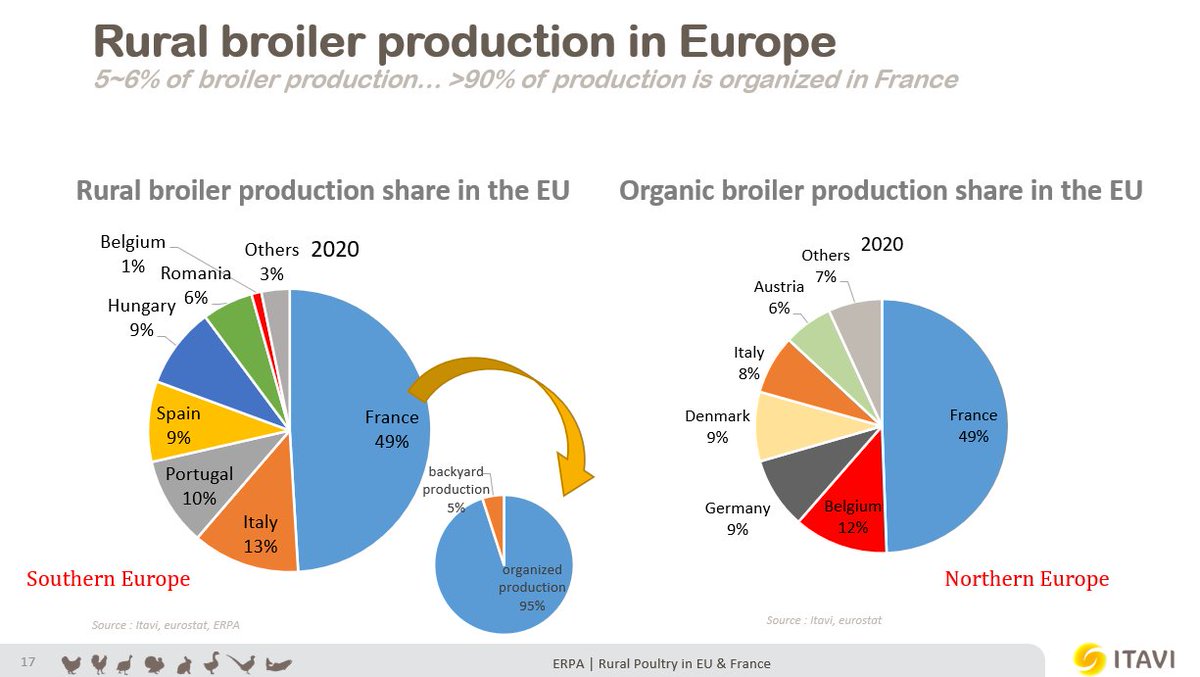 Rural_Poultry's tweet photo. 🐔 @MohamedBouzidi0, Research Officer in Economics @ITAVIofficiel details the increasing rural #broiler production in Europe 👇 #RuralPoultry https://t.co/yiJm1Q7B0E