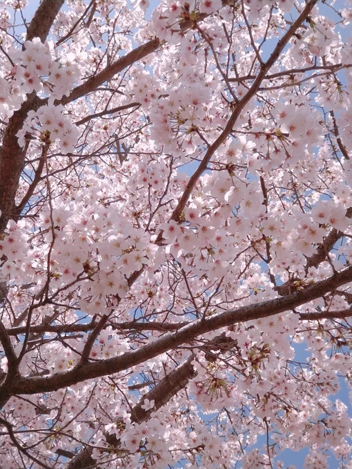 きれいでした 
