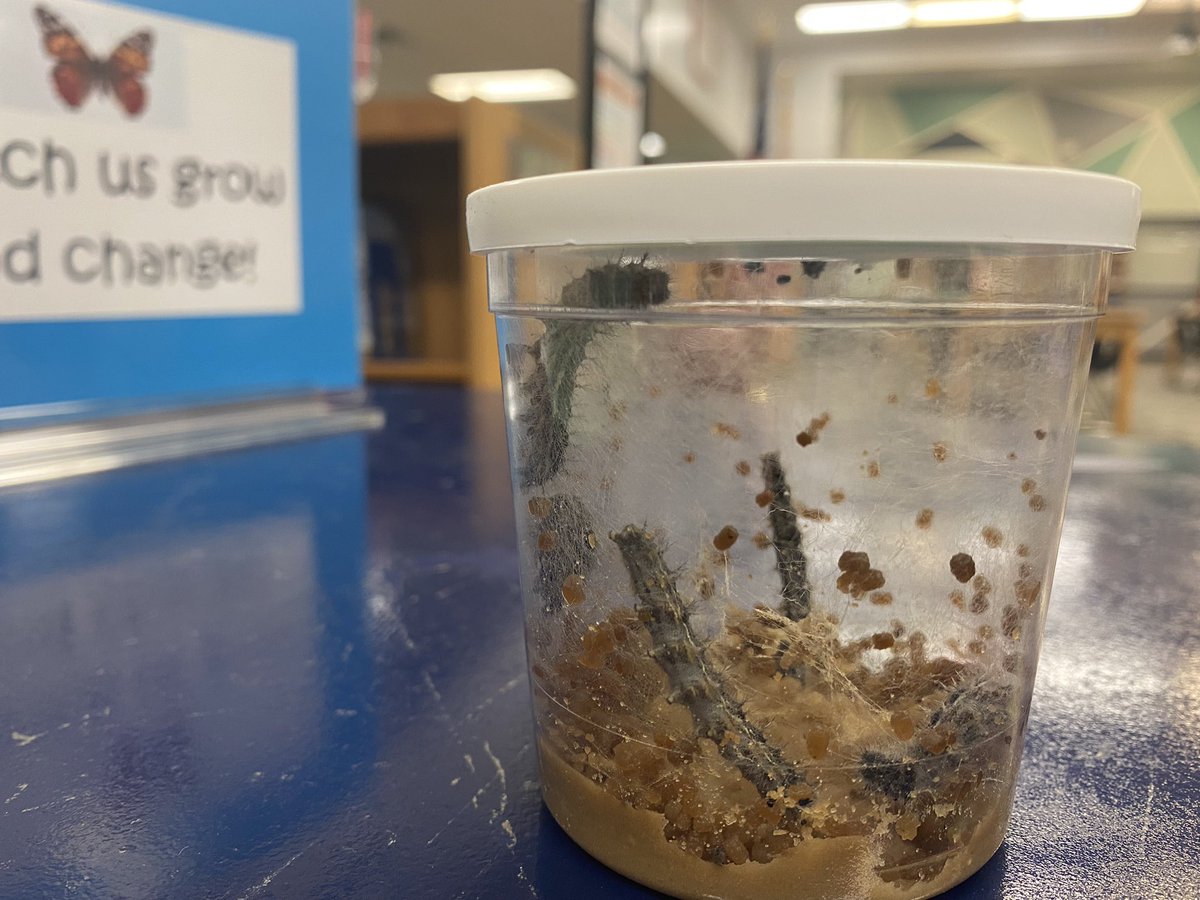 SchnellerMs's tweet photo. Look at us grow!! We are watching Painted Lady Butterfly in the Media Center. @TommieBarfield #Butterfly https://t.co/moPnyafbXc