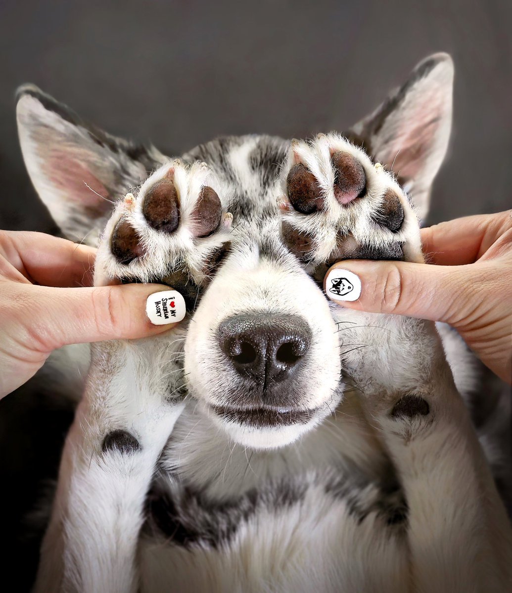 2Husketeers tweet media