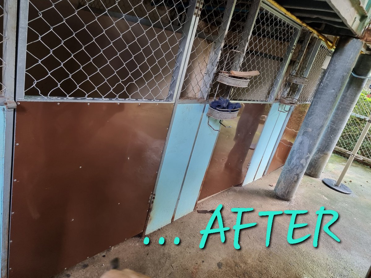 PariahDogSamui's tweet photo. @ShelterPetsCNFT donated money to help us renovate the kennels doors in our clinic area! Rusty &amp; unsafe transformed into strong, safe and shiny! Massive thanks guys, this is vital to keeping our dogs safe! ❤️🙌🐶 https://t.co/WKmgXov1vp
