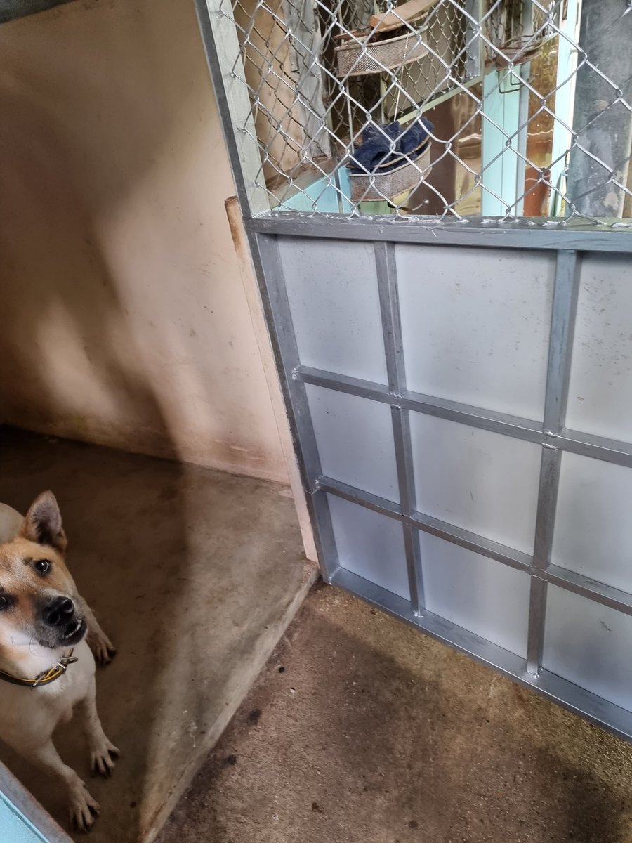 PariahDogSamui's tweet photo. @ShelterPetsCNFT donated money to help us renovate the kennels doors in our clinic area! Rusty &amp; unsafe transformed into strong, safe and shiny! Massive thanks guys, this is vital to keeping our dogs safe! ❤️🙌🐶 https://t.co/WKmgXov1vp