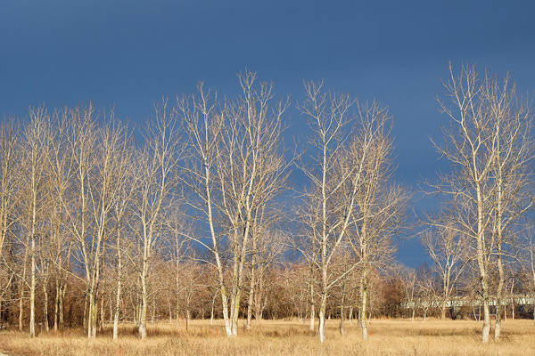 denisew428's tweet photo. Bare Trees Dark Skies print available for sale at:
https://t.co/dubsqalgeK 
#buyartthisspring #springforart #fineartamerica #treelovers https://t.co/PWihOeloqd