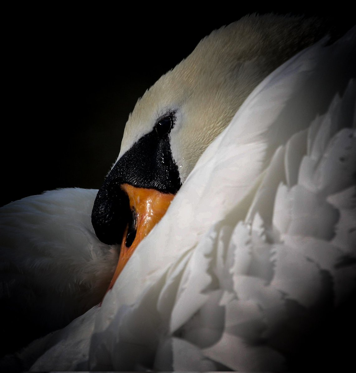 ChrisEverall's tweet photo. Mute Swan 
@ThePhotoHour #swan #birdphotography #birding #NaturePhotography #naturelovers #wildlifephotography #closeups https://t.co/rDFK4YeAJp