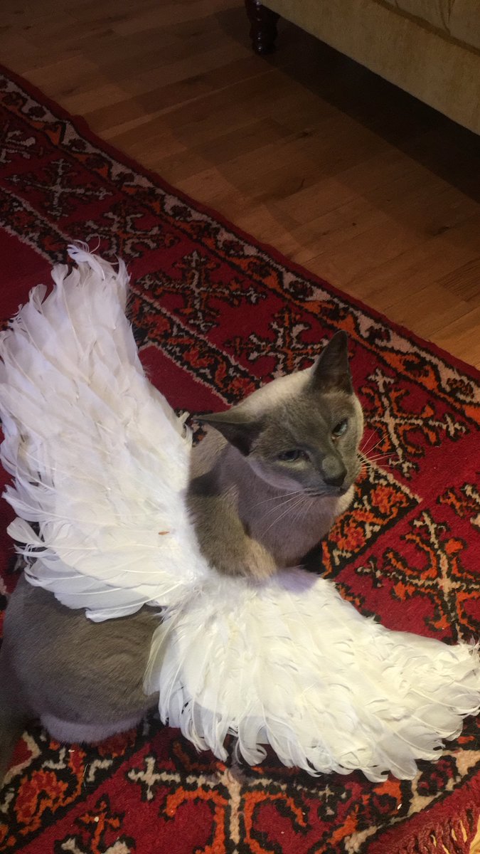 Just a little cat-angel to break up the twitter noise!
#CatsOfTwitter #catangel #siamesecats