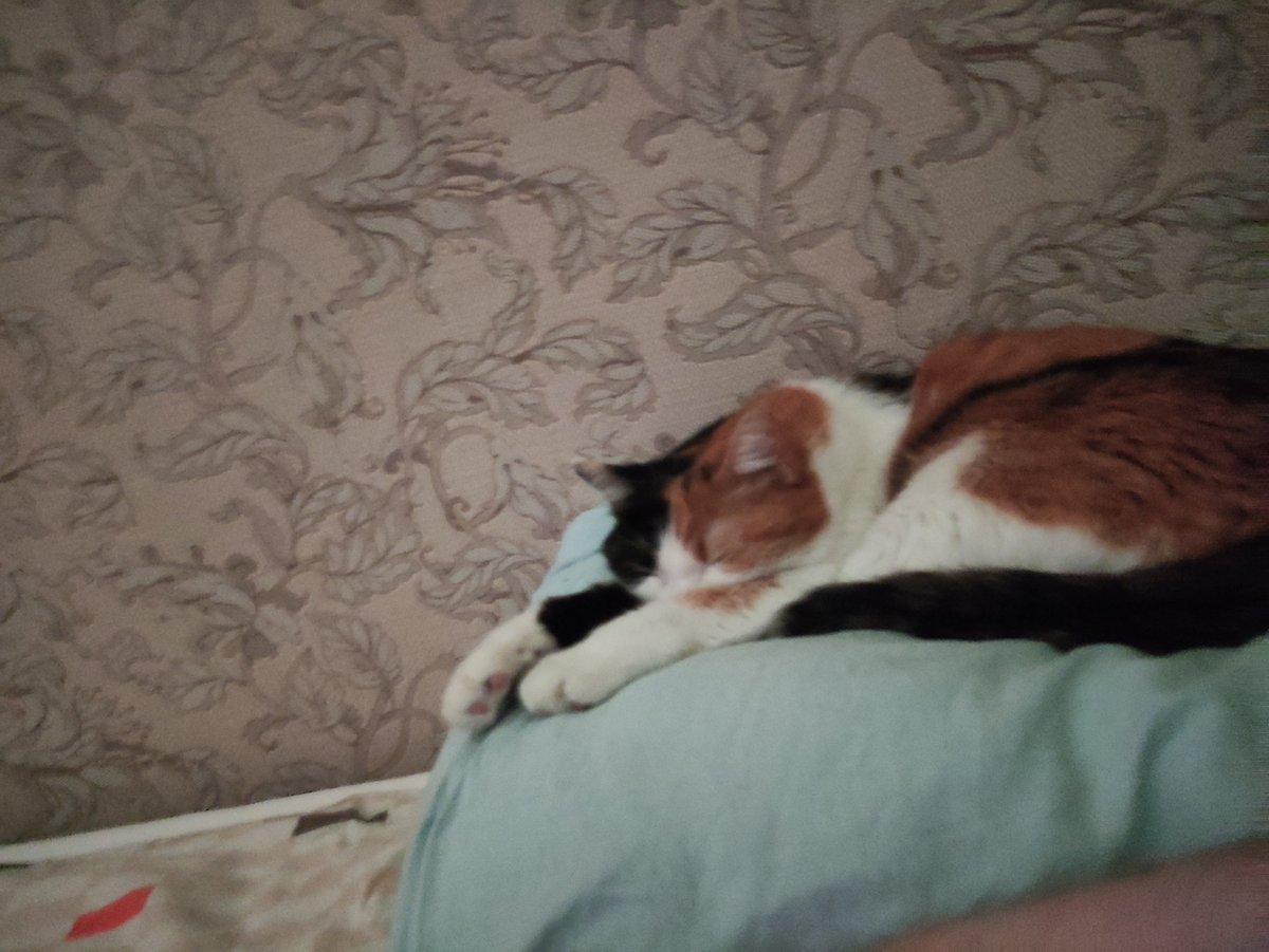 Спящий кошь