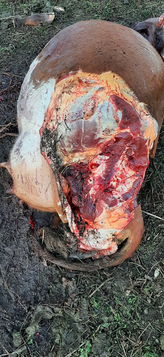 Porfa no compren carne clandestina en #Osorno, no saben si pude haber estado inyectada con antibióticos anteriormente y con resguardo de carne o robadas como está. Una de las vacas era una de las regalona que había