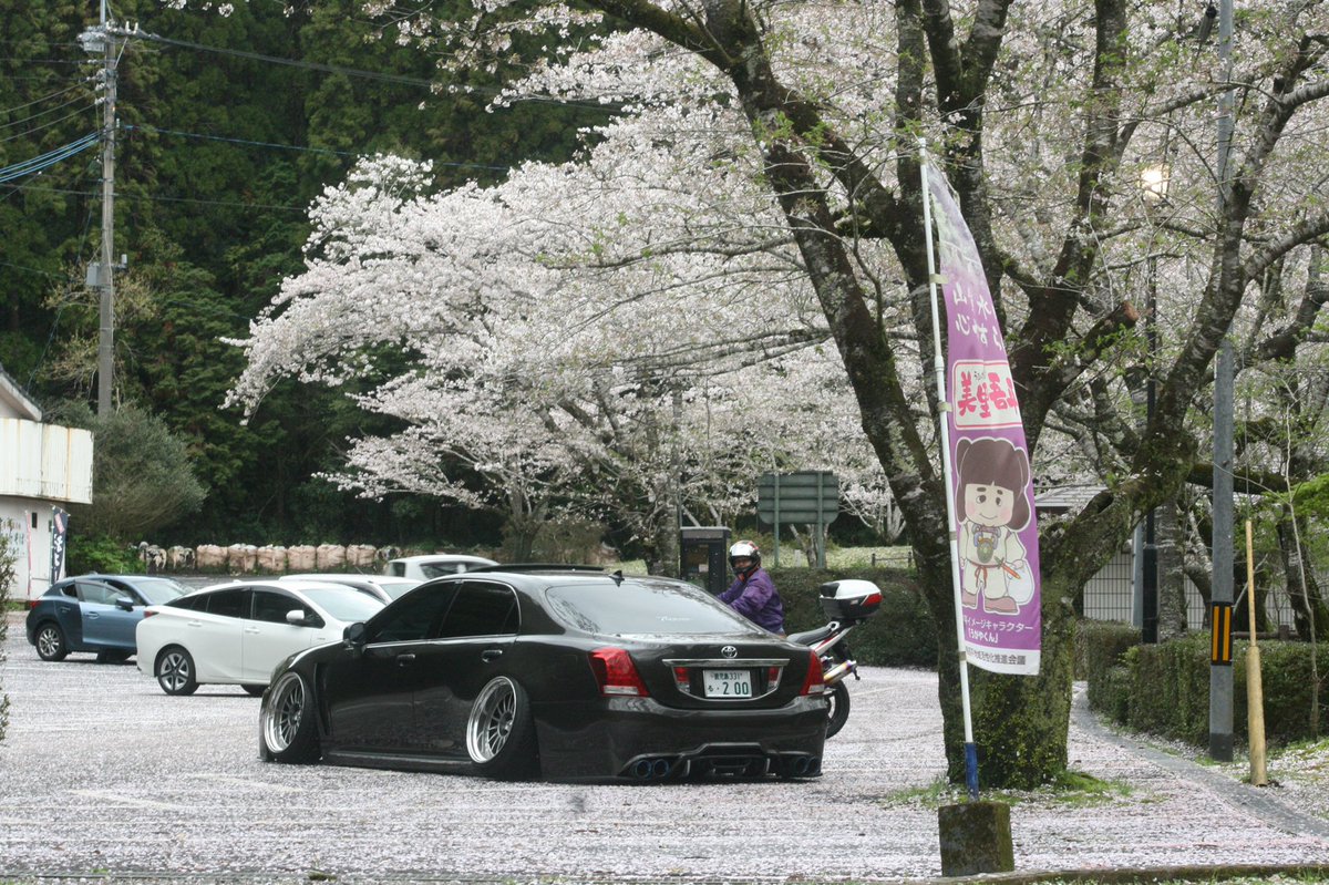 ryo20MAJESTA's tweet photo. 桜…何年前だろう😹 https://t.co/dS2580HoRg