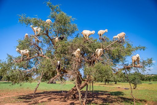 StuartGribbon's tweet photo. An update on Operation Ewe Tree https://t.co/MCREyqawkD