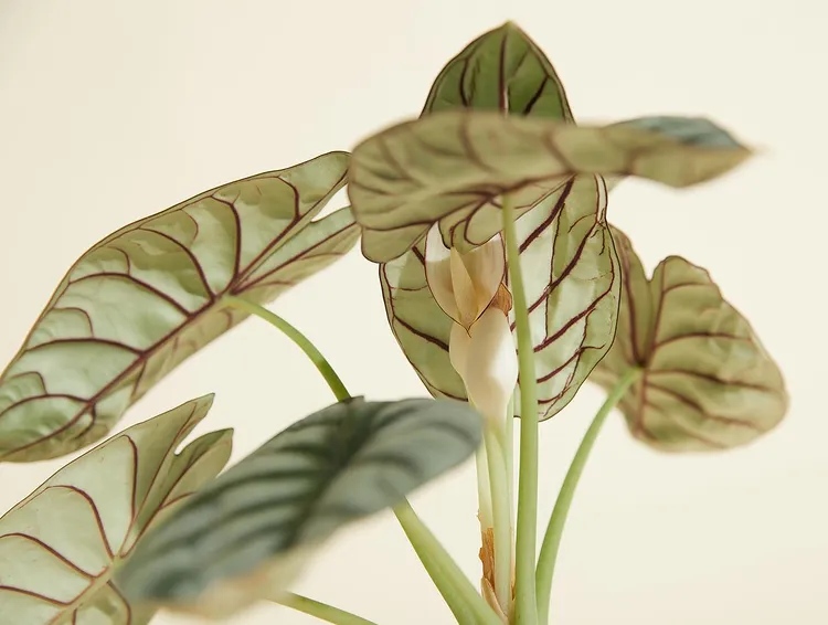 framelosangeles's tweet photo. Spring sprouts 🪴
📷 by @paradise.garden.club
#framelaliving #framela #larentals #westsiderentals #plantsofinstagram #livingwithplants #indoorjungle #plantstyle #plantsmakepeoplehappy #planttherapy https://t.co/Ga35QFW37n